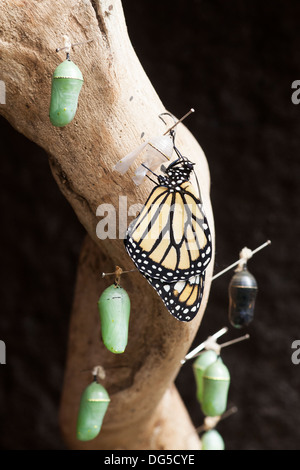 Neu auftauchender Monarch-Schmetterling (Danaus plexippus) auf leerer Chrysalis-Muschel, umgeben von ungeschlüpften Schmetterlingen in einem Schmetterlingsreservat Stockfoto