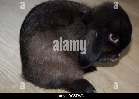 Schwarze männliche Mini lop Kaninchen Stockfoto