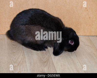 Schwarze männliche Mini lop Kaninchen Stockfoto