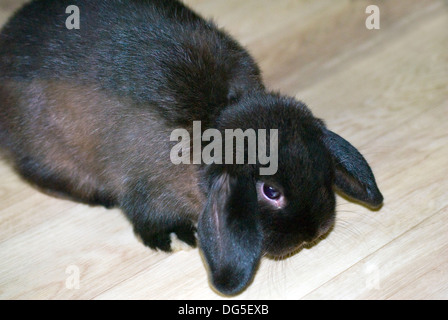 Schwarze männliche Mini lop Kaninchen Stockfoto