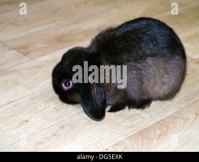 Schwarze männliche Mini lop Kaninchen Stockfoto