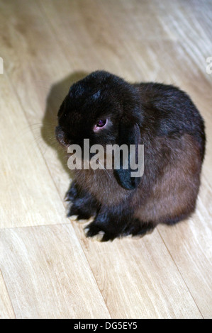 Schwarze männliche Mini lop Kaninchen Stockfoto