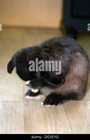 Schwarze männliche Mini lop Kaninchen