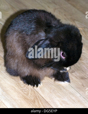 Schwarze männliche Mini lop Kaninchen