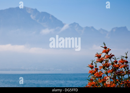 Blumen am Ufer des Genfer Sees in Montreux, Schweiz Stockfoto