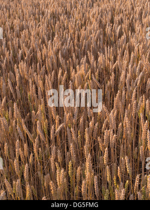 Reife goldene Weizenfeld erntereif Stockfoto