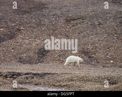 Eine dünne Frau Halsband Polar Bear tragen einen Radio für das Tracking auf Spitzbergen, Svalbard. Der Klimawandel stellt eine große Bedrohung für Eisbären. Da zieht sich das Meereis, verlieren sie Ort und Zeit, ihrer Hauptbeute, Dichtungen, jagen, die sie nur auf dem Meereis zu jagen. Neueste Forschungen zeigen, dass die Arktis durch die 2050's frei von Meereis werden und Eisbären in freier Wildbahn ausgestorben. Stockfoto