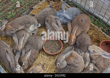 Kaninchen zum Verkauf an einen Bauernmarkt in portugal Stockfoto