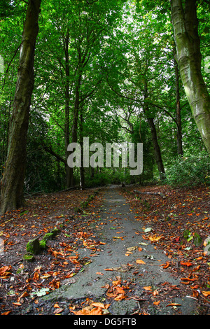 Weg durch einen herbstlichen Wald Stockfoto
