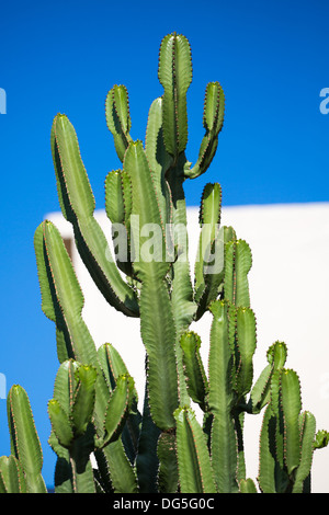 Rethymon. Nahaufnahme von einem riesigen Kaktus und einem typischen weißen Haus in den unscharfen Hintergrund, Kreta, Griechenland 2013. Stockfoto