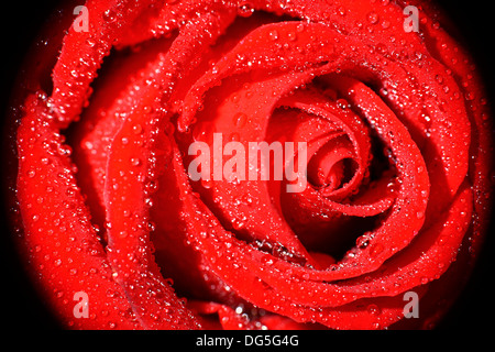 Nahaufnahme von Wassertropfen auf eine rote rose Stockfoto