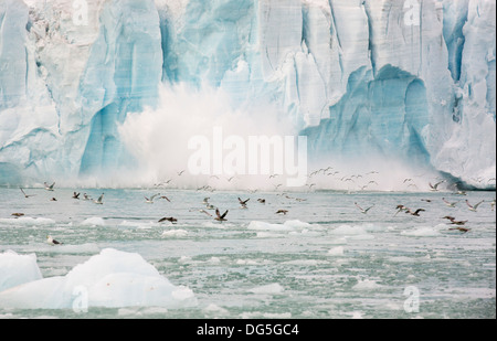 Schwarz-Legged Kittiwake (Rissa Tridactyla) und Northern Fulmar (Fulmarus Cyclopoida) fliehen vor einer großen Kalben des Eises Stockfoto