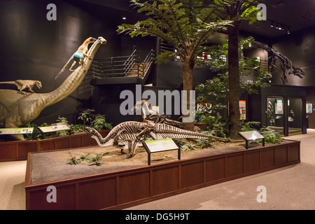 Dinosaurier-Anzeige im Museum of the Rockies, Bozeman, Montana, USA Stockfoto