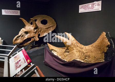 Triceratops Schädel im Museum of the Rockies, Bozeman, Montana, USA Stockfoto