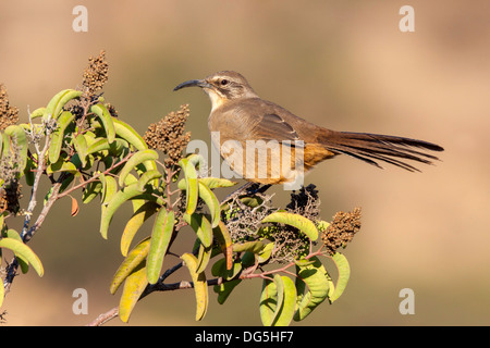 Kalifornien Thrasher Toxostoma Redivivum San Diego, Kalifornien, Vereinigte Staaten 11 September Erwachsene Mimidae Stockfoto