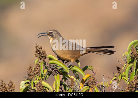 Kalifornien Thrasher Toxostoma Redivivum San Diego, Kalifornien, Vereinigte Staaten 11 September Erwachsene Mimidae Stockfoto