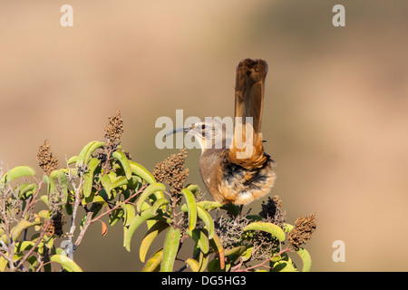 Kalifornien Thrasher Toxostoma Redivivum San Diego, Kalifornien, Vereinigte Staaten 11 September Erwachsene Mimidae Stockfoto