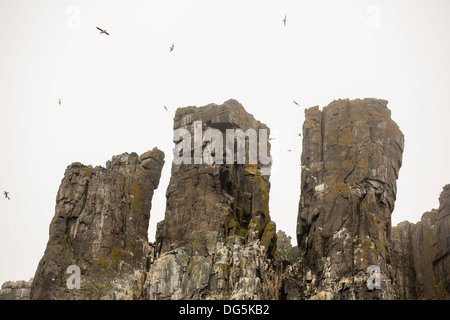 Seevögeln nisten Klippen am Aalkefjellet Spitzbergen; Svalbard, Heimat von mehr als 60.000 Paare von Brunnichs Guillemot Stockfoto