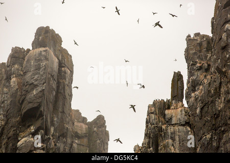 Seevögeln nisten Klippen am Aalkefjellet Spitzbergen; Svalbard, Heimat von mehr als 60.000 Paare von Brunnichs Guillemot Stockfoto