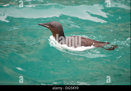 Seevögeln nisten Klippen am Aalkefjellet Spitzbergen; Svalbard, Heimat von mehr als 60.000 Paare von Brunnichs Guillemot Stockfoto