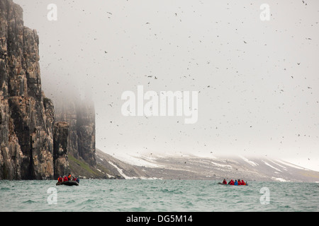 Passagiere auf Zodiaks beobachten Verschachtelung Brunnichs Trottellummen auf Spitzbergen Stockfoto