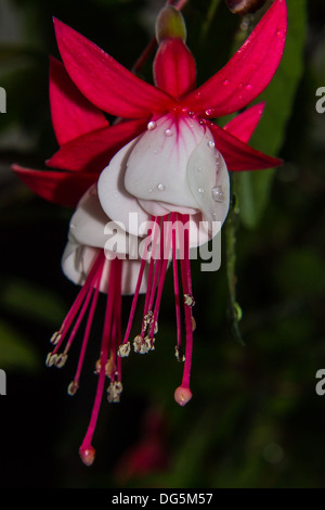 Fuschia glorreichen rot Stockfoto