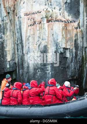 Passagiere auf Zodiaks beobachten Verschachtelung Brunnichs Trottellummen auf Spitzbergen Stockfoto