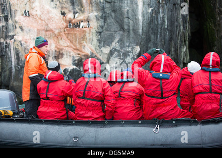 Passagiere auf Zodiaks beobachten Verschachtelung Brunnichs Trottellummen auf Spitzbergen Stockfoto