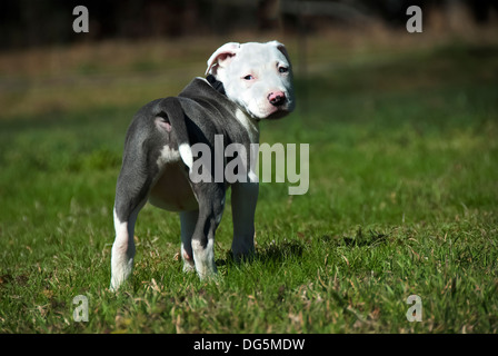 Ein Pitbull-Welpe weigert, zurückkommen Stockfoto
