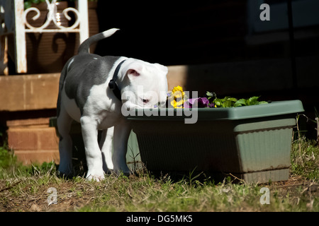 Diese Pitbull Welpen sucht die Blumen für Spaß Stockfoto