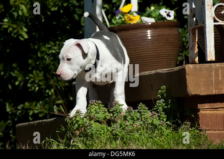 Diese Pitbull Welpen sucht Spaß überall Stockfoto