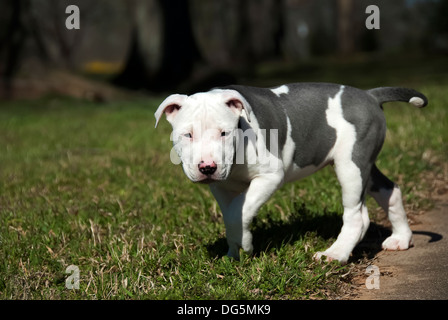 Ein Pitbull-Welpe versucht, schleichen sich auf ihre Schwester. Stockfoto