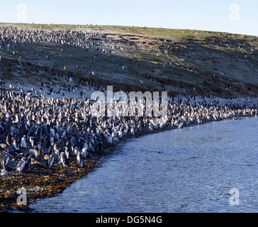 Magellan-Pinguine, Halbinsel Valdez, Patagonien, Argentinien. Stockfoto