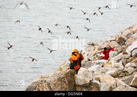 Little Alken oder Dovekie (Alle Alle) fliegen über eine Verschachtelung Kolonie und Wildlife-Fotografen bei Sallyhamna, Svalbard. Stockfoto