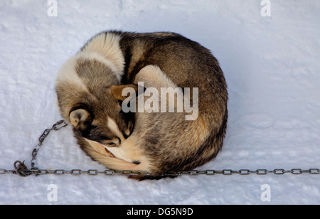 Pirena. Schlittenhunderennen in den Pyrenäen, Spanien, Andorra und Frankreich durchlaufen. Baqueira Beret. Provinz Lleida. Katalonien. Spanien Stockfoto