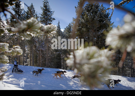 Pirena. Schlittenhunderennen in den Pyrenäen, Spanien, Andorra und Frankreich durchlaufen. La Molina. Provinz Girona. Katalonien. Spanien Stockfoto