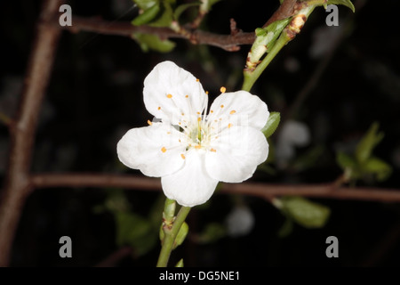 Nahaufnahme der Blüten der Gattung Prunus - Familie Rosengewächse Stockfoto