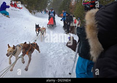 Pirena. Schlittenhunderennen in den Pyrenäen, Spanien, Andorra und Frankreich durchlaufen. La Molina. Provinz Girona. Katalonien. Spanien Stockfoto