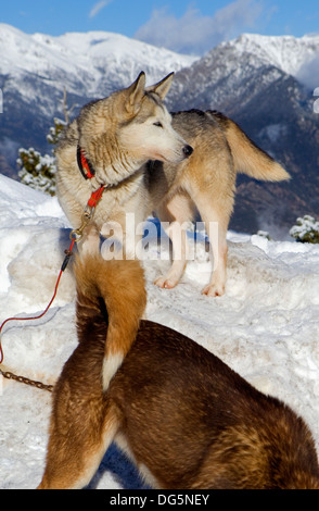 Pirena. Schlittenhunderennen in den Pyrenäen, Spanien, Andorra und Frankreich durchlaufen. Grandvalira. Andorra Stockfoto