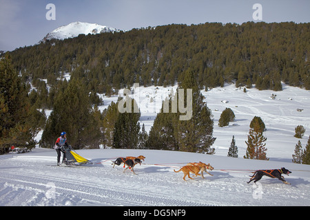 Pirena. Schlittenhunderennen in den Pyrenäen, Spanien, Andorra und Frankreich durchlaufen. Grandvalira. Andorra Stockfoto