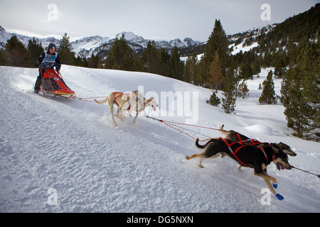 Pirena. Schlittenhunderennen in den Pyrenäen, Spanien, Andorra und Frankreich durchlaufen. Grandvalira. Andorra Stockfoto