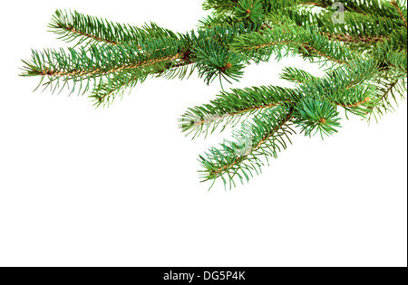 Zweig der Weihnachtsbaum auf weißem Hintergrund Stockfoto