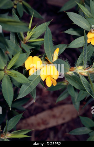 South Australian Native gelb / herrliche Bush-Erbse [Bush Pea] - Pultenea Villifera - Familie Fabaceae - gefährdeten Status Stockfoto