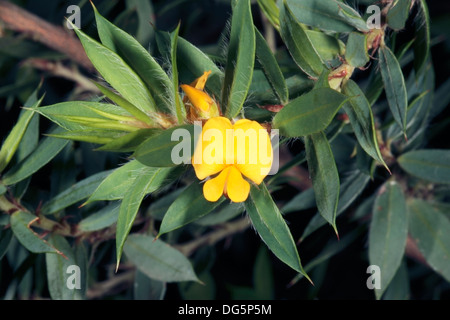 South Australian Native gelb / herrliche Bush-Erbse [Bush Pea] - Pultenea Villifera - Familie Fabaceae - gefährdeten Status Stockfoto