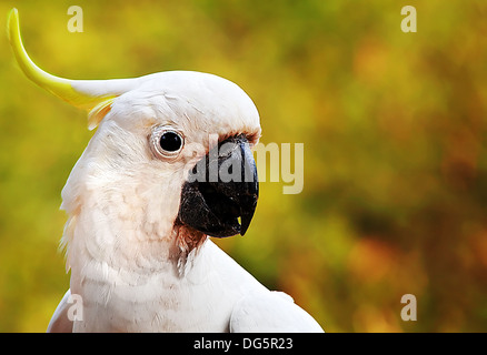 Eine australische weiße Kakadu Stockfoto