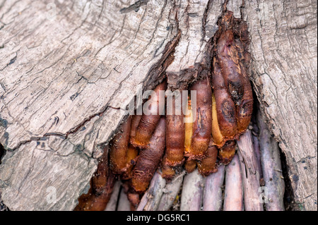 Verwurzeltes System in Rinde Baum Stockfoto