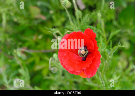 Roter Mohn Papaver Rhoeas Frühling Garten Wiese Makro schließen sich Klatschmohns Flandern Poppy Mohn von Shirley Erinnerung Veterans Day Stockfoto