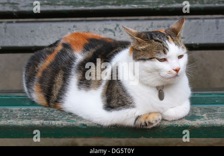 Sehr flauschige Katze sitzt auf einer Bank Stockfoto