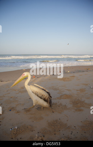 Pelikan am Strand oder Saint-Louis in den frühen Morgenstunden Stockfoto