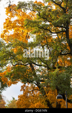 Herbstlaub in einem Park in Helsinki Stockfoto